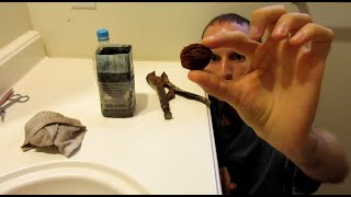 How to sprout a peach tree from seed