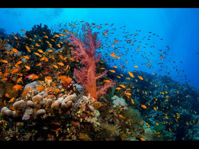 ELPHINSTONE REEF 2016 best dive Red Sea  by SpiritDiver HD Xiaomi yi 2 4k