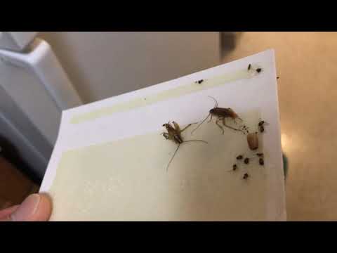 Treating Cockroaches in Asbury Park, NJ