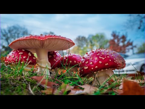 Do Mushrooms Secretly Run The World?