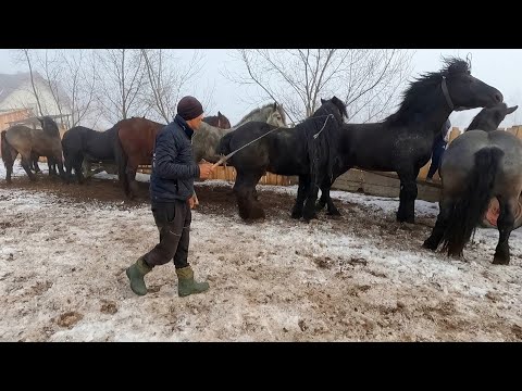 12 Armăsari acasă la dl. Constantin Marcu de la Vicovu de Sus