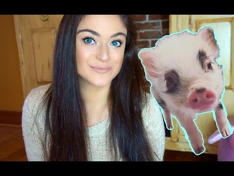 Pet Mini Pig Basic Care
