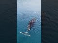 Uncover The Fascinating World Of Animals With Incredibly Long Lifespans Must Watch
