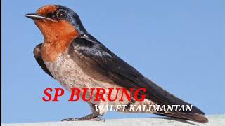 Download lagu SUARA BURUNG WALET KALIMANTAN MP3 | SP WALET ALAM | INFO WALET  mp3 Download lagu SUARA BURUNG WALET KALIMANTAN MP3 | SP WALET ALAM | INFO WALET  mp3