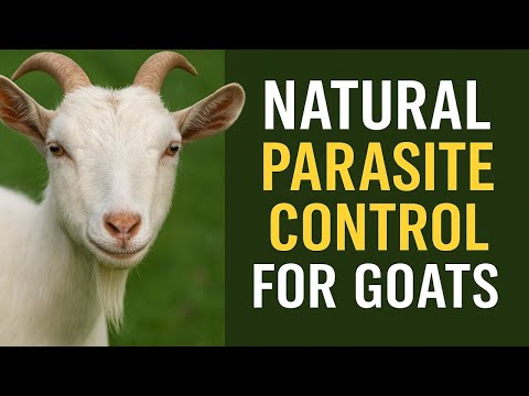 Parasite Control in Goats: Strategies to Stop Worms Naturally