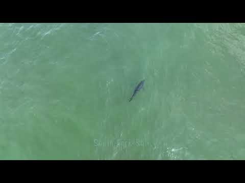 3 Giant Tuna Storm Bunker on the Outer Bar