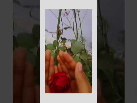 Red Rose Flower🌹 Capturing|Red Rose Natural🌹#red #rose #flowers #gift #edit #trending #love #shorts