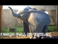 DUMBO 2019 FULL HD OFFICIAL ANIMATION MOVIE TRAILER DISNEY MOVIES
