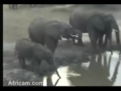 Elephants Breeding herd at Nkorho Pan