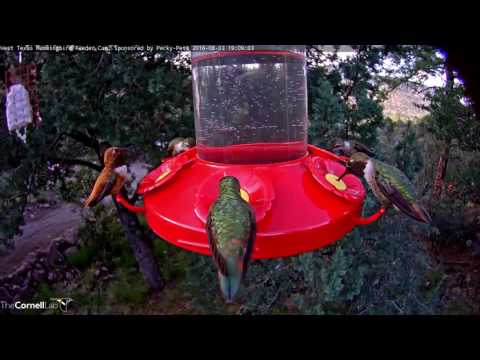Anna's x Allen's Hybrid Hummingbird Visits Feeder