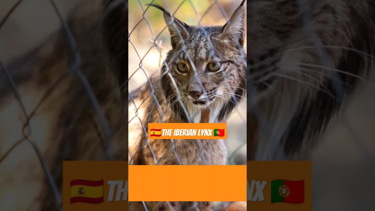 THE DIET OF THE IBERIAN LYNX 🐰🐰 #lynx #animals #wildanimals