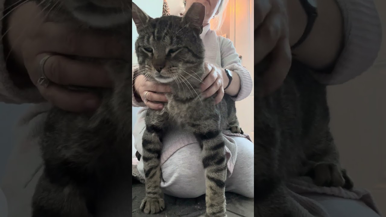 Enlarge Skittles the lap cat, dog alike personality , a Adoptable mixed breed in West Chester, PA video 2/6