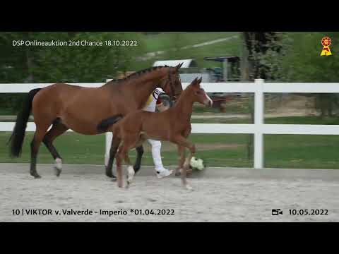 Lot 10: Hengstfohlen v. Valverde/Imperio