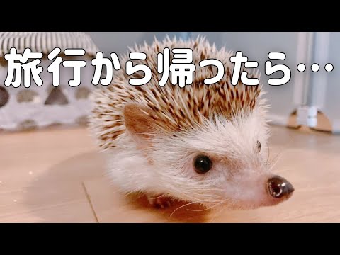 ハリネズミに適切な餌を与える トピックス