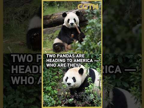 Meet the two giant pandas heading to Zoo Atlanta from China