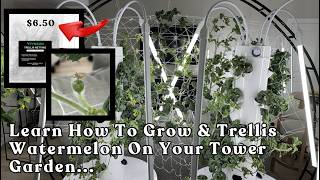 Learn How To Grow & Trellis Watermelon On Your #towergarden #hydroponicgardening #garden #farming