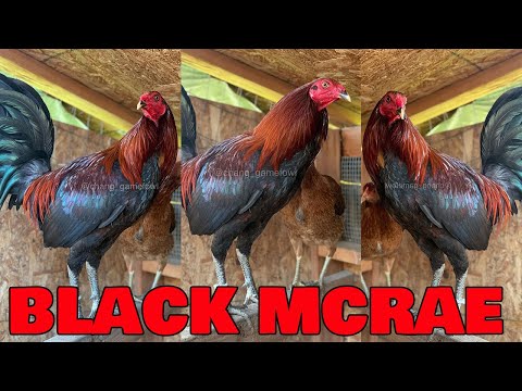 CHANG FARM - Black McRae Farm Visit Washington