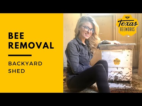 Watch This Brave Beekeeper Rescue Bees With Bare Hands