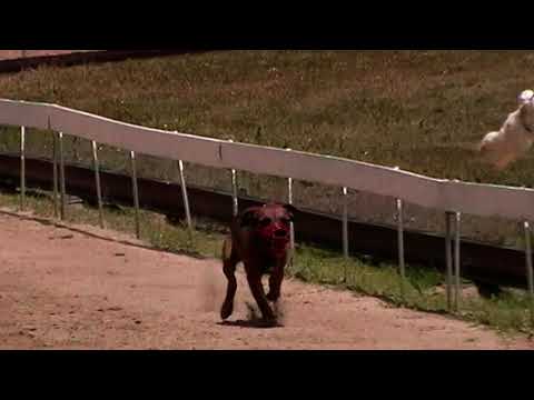 Csuri, Isaszeg agárpálya, Lelkes Kezdők Versenye - 2021.06.27., 2. futam