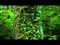 Tamas Wells: Thirty People Away