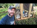 Raising 12 Months Of MEAT CHICKENS START To FINISH