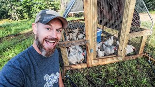 Raising 12 Months of MEAT CHICKENS {START to FINISH}