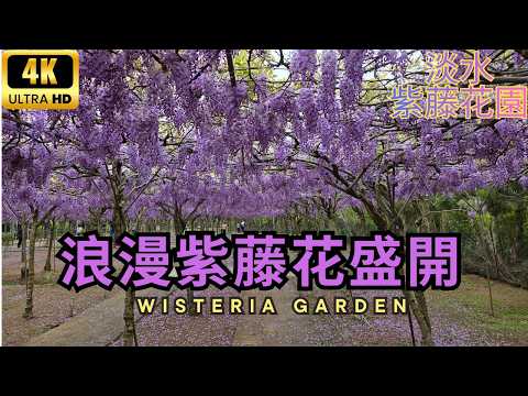 2026 紫藤花園：紫色瀑布傾瀉而下！全台最大紫藤花海，漫步夢幻紫色隧道