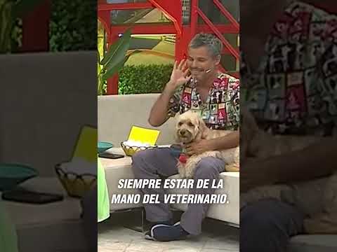 Baños cosméticos y baños medicados ✨🛁 #animals #pet #dog #cat #viral