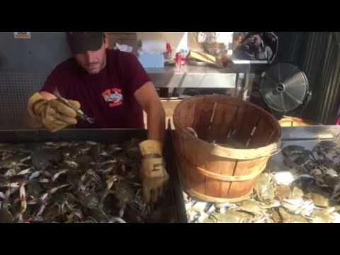 download lagu mp3 mp4 How Much In A Half Bushel Of Crabs, download lagu How Much In A Half Bushel Of Crabs gratis, unduh video klip How Much In A Half Bushel Of Crabs