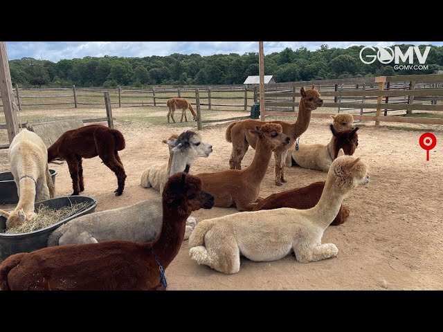 マーサズ・ヴィニヤード島 アルパカ牧場