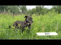 Mija 1811/23