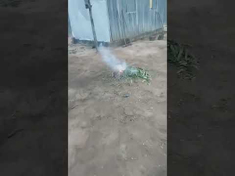 #shorts . uma tarde maravilhosa aqui na Bahia Cachoeira do mato