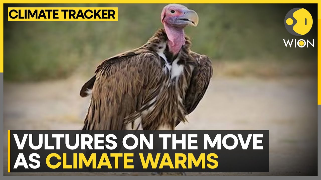 Farmers Battle Black Vultures Killing Calves As Warming Winters Push Them North | Climate Tracker