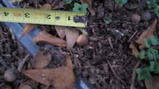 Urban Survival Patio Gardening - Episode 4