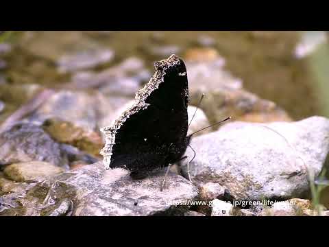 キベリタテハの吸水
