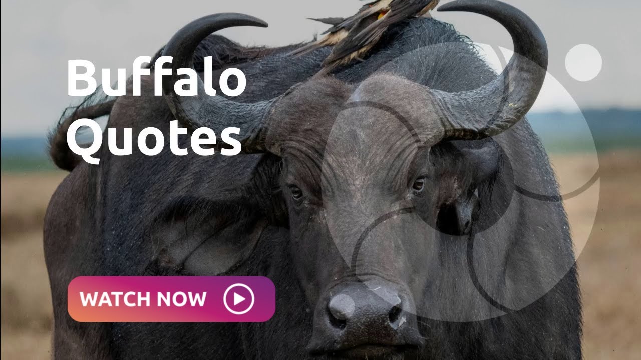 Buffalo Quotes