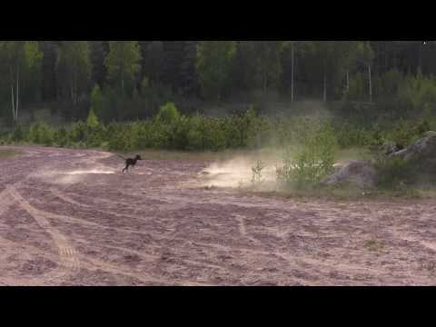 Aavatuulen Uzario 4.6.2020 (2. run)