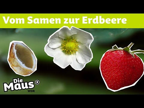 Die Körner auf der Erdbeere | DieMaus | WDR