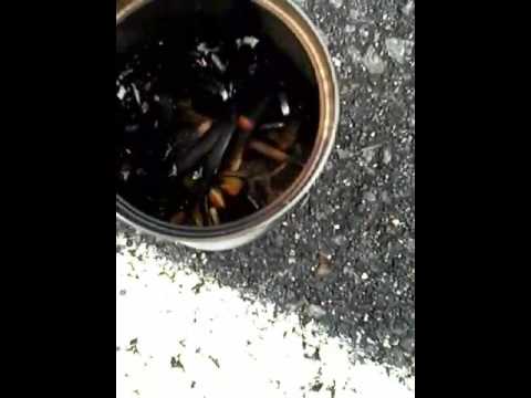 My teacher trusted me with methanol and let me and my friend burn wood in w can for a project