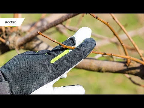 Errori comuni - potatura del cachi - guida con consigli per la potatura