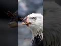Eagles क्यु Apni चोंच तोड देता है Watch Full Video Life Inspiratio
