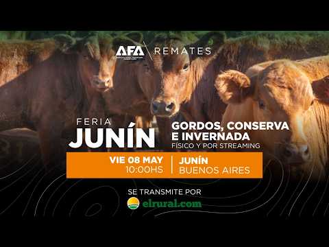 Remate AFA Gordos, Conserva e Invernada desde Junin Buenos Aires