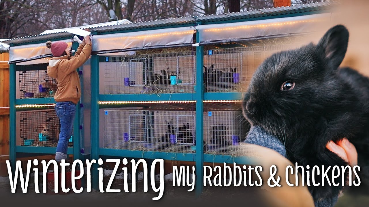 YouTube video preview