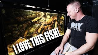 My favourite fish of ALL TIME with The king of DIY by Rachel O'Leary