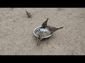 Female Sparrow Call Sparrow Female Sound Female Sparrow Singing Female Sparrow Bird