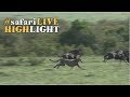 Cheetah Coalition Hunt Down Wildebeest Youngster