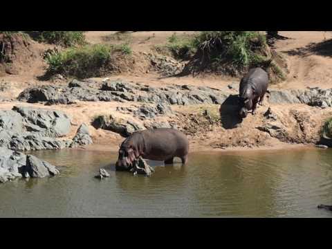 Action am Hippo Pool | Abenteuer Tansania