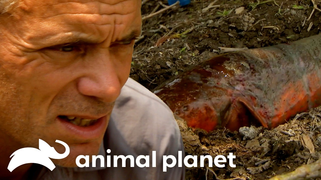 Jeremy Wade Gets in the Water with DEADLY Electric Eels! | River Monsters | Animal Planet