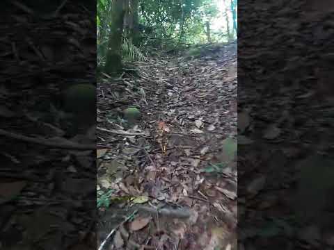 Fazenda Novo Horizonte - Rurópolis - PA