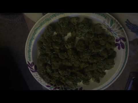 Maine medical cannabis ChocoLope 95 S 5 I